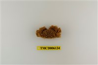 藏品(蝙蝠毛刺蟹)的圖片